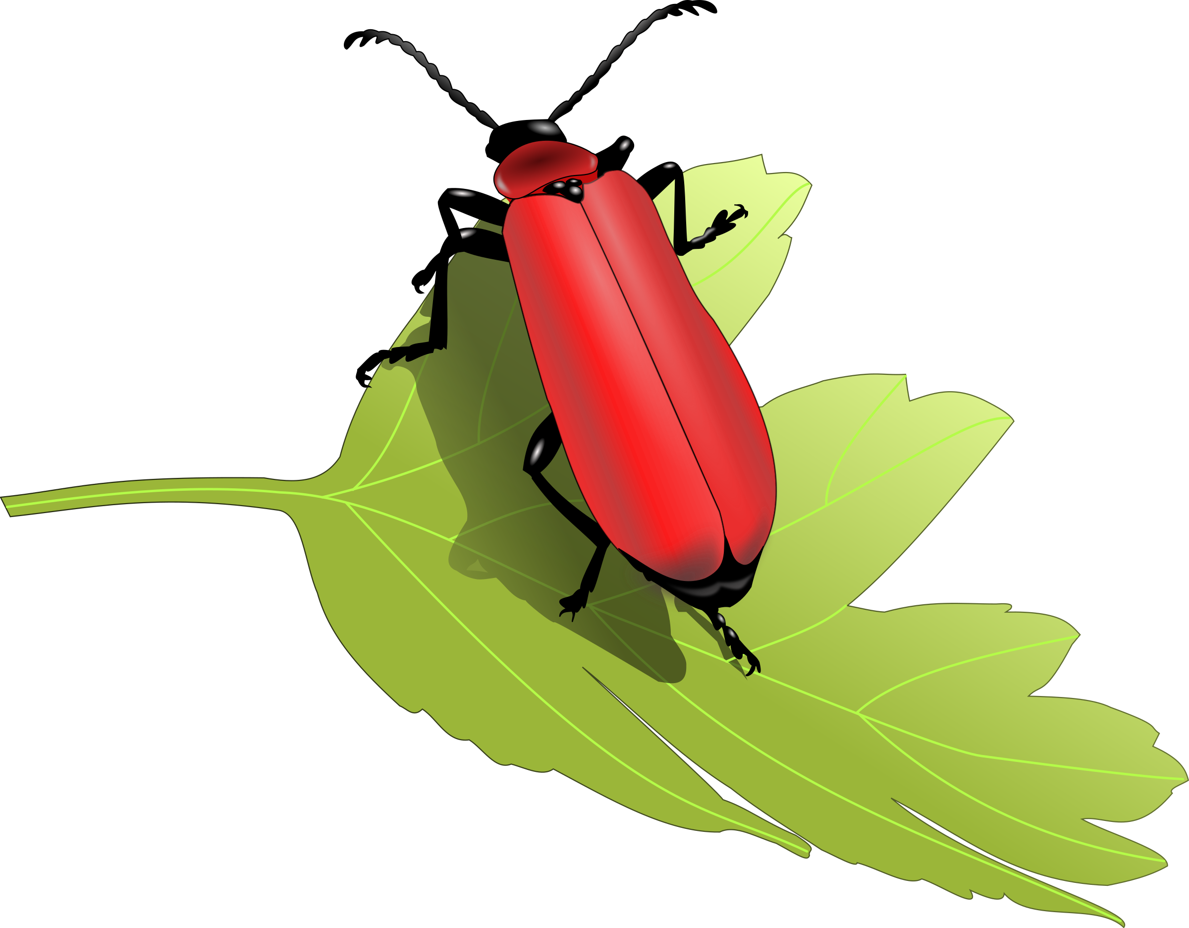 Clipart Cardinal Beetle Pyrochroa Coccinea