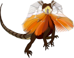Frill-necked lizard (dragon) by worms_x - Frill-necked lizard aka Frilled dragon typical to Australia