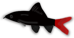 Aquarium fish - Epalzeorhynchos by mystica - A aquarium fish with the name Epalzeorhynchos... Enjoy! :-)