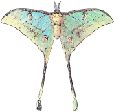 Actias selene by Borboleta.org - Actias selene