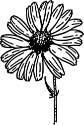 Daisy by warszawianka - Source: http://commons.wikimedia.org/wiki/File:Daisy_(PSF).png