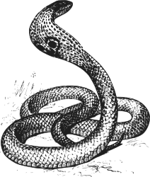 cobra grayscale by papapishu - Source: <a href=