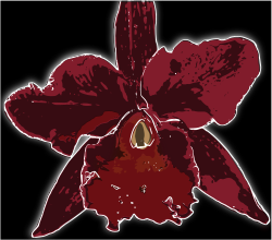 orquídea 2 by asrafil - orquídea hibrida