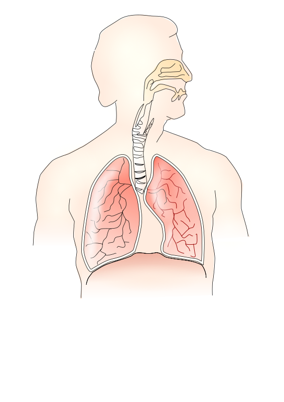 respiratory system 2