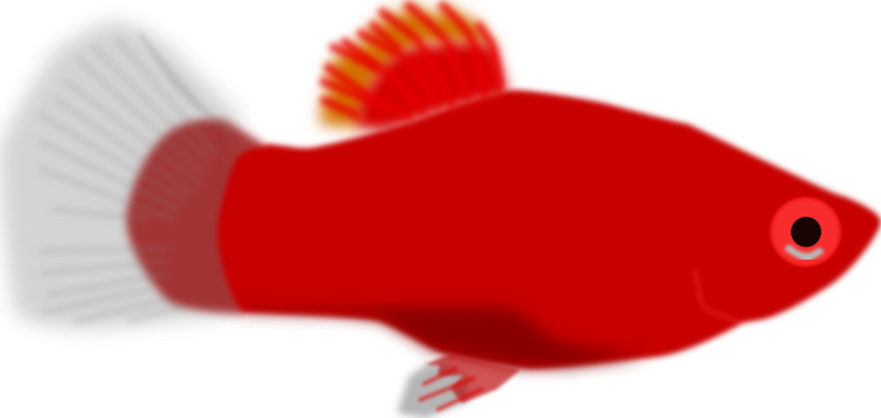 Aquarium fish - Xiphophorus maculatus