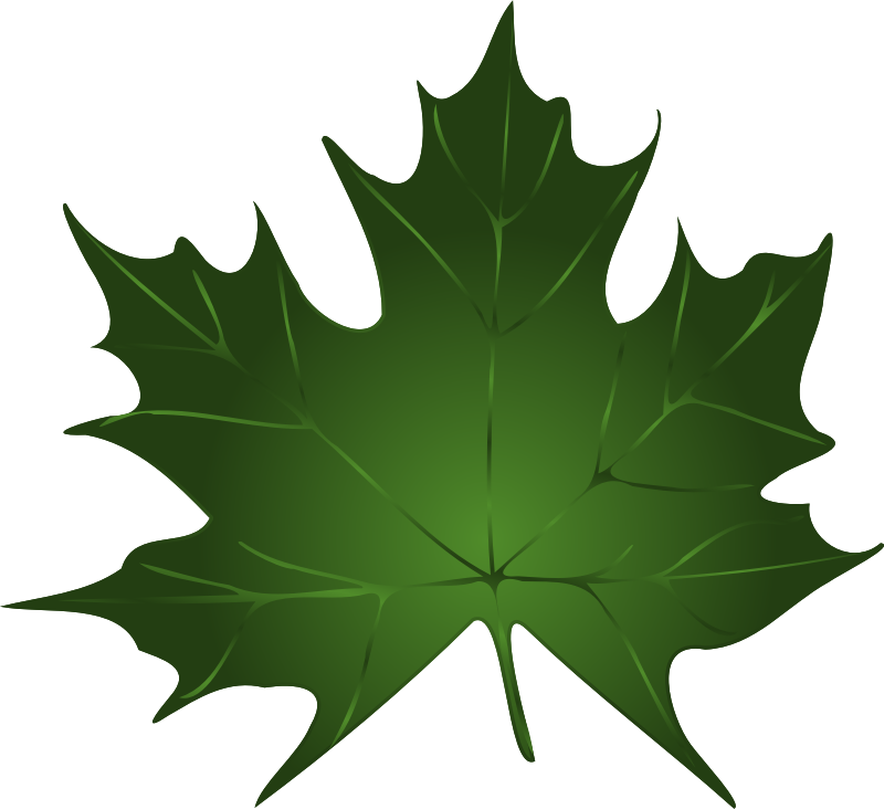Lapas, maple leaf