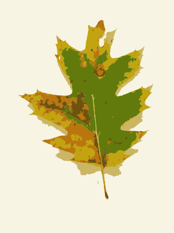 Missouri Fall Tree Leaves 1