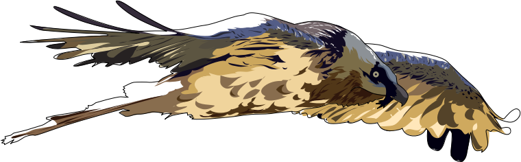Gypaete barbu - Bearded Vulture