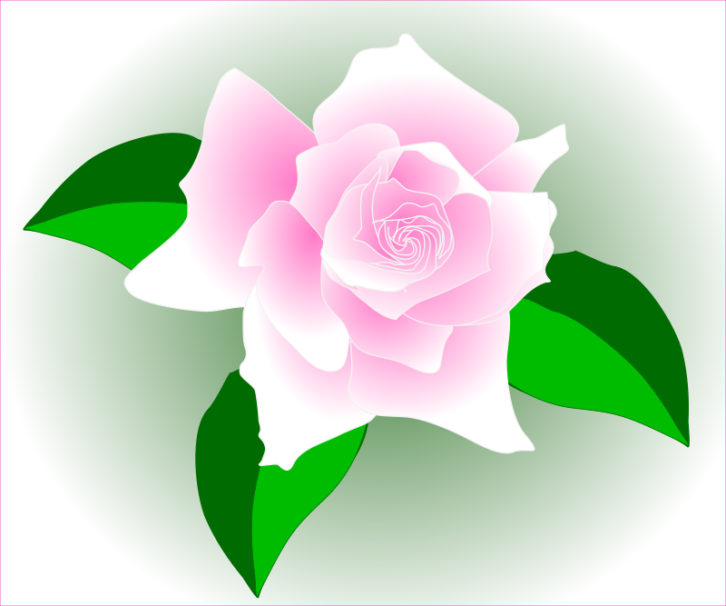 Pink rose - fixed