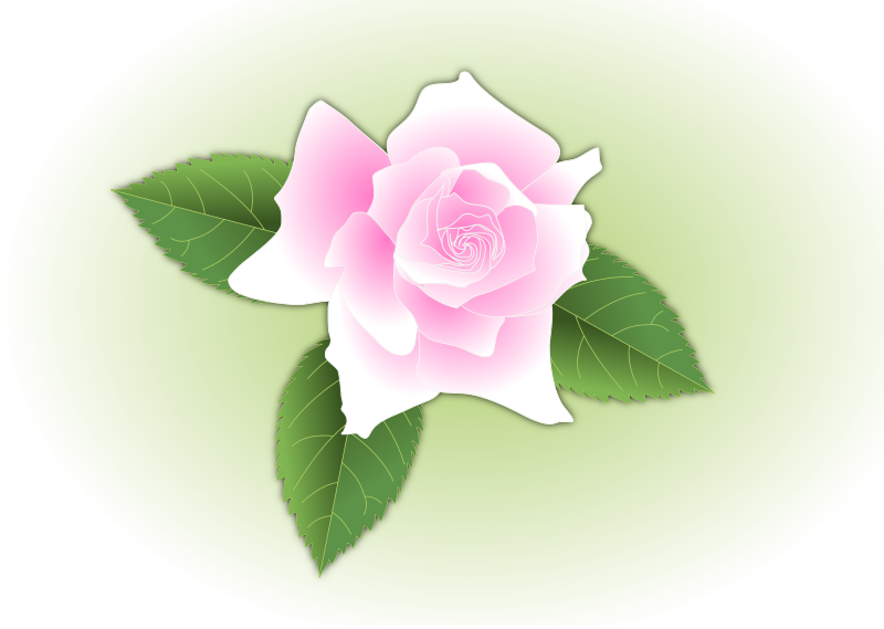 Pink rose - updated and fixed