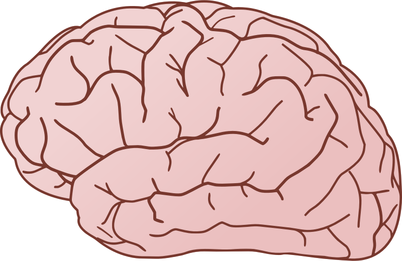 Brain exterior side view