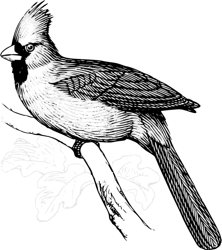 Cardinal bird line art