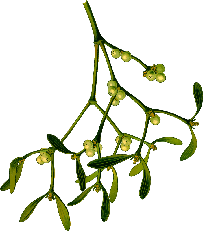 Mistletoe (detailed)