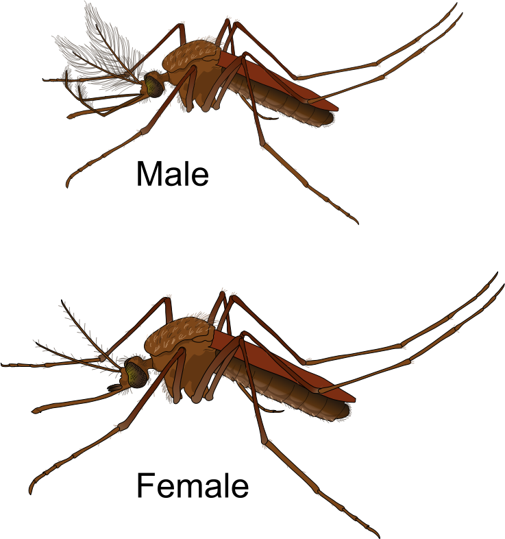 Aedes Mosquito Male and Female
