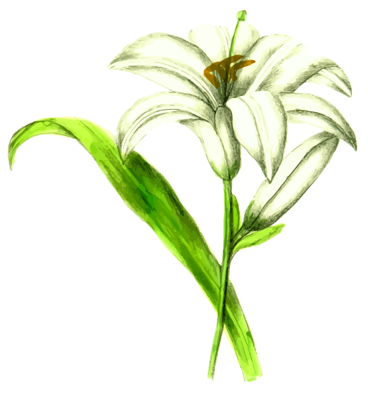 Silver lily