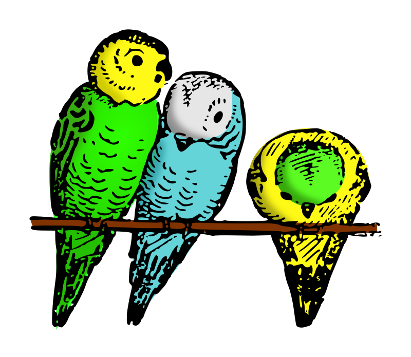 Lutz - parakeets colored
