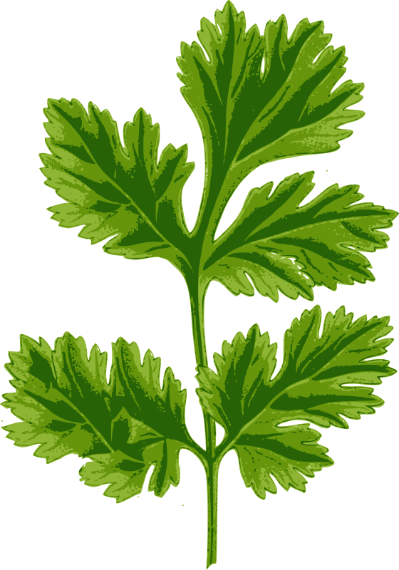 Coriander Leaf