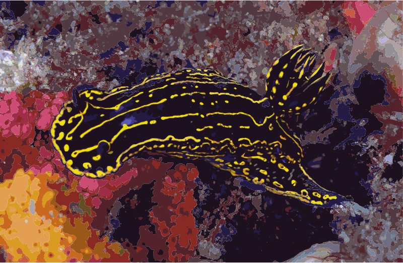 Regal Sea Goddess Nudibranch