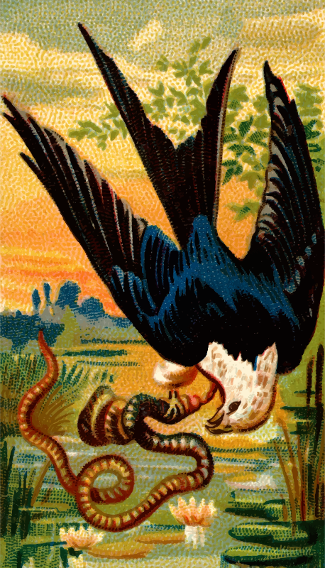 Cigarette card - Swallow-tailed hawk
