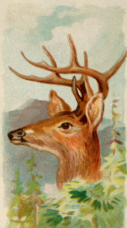 Cigarette card - Virginian deer