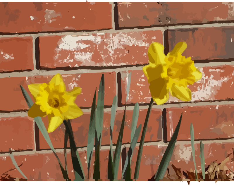 daffodils-03