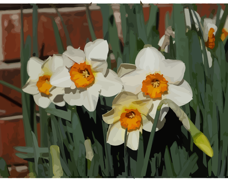 daffodils-02
