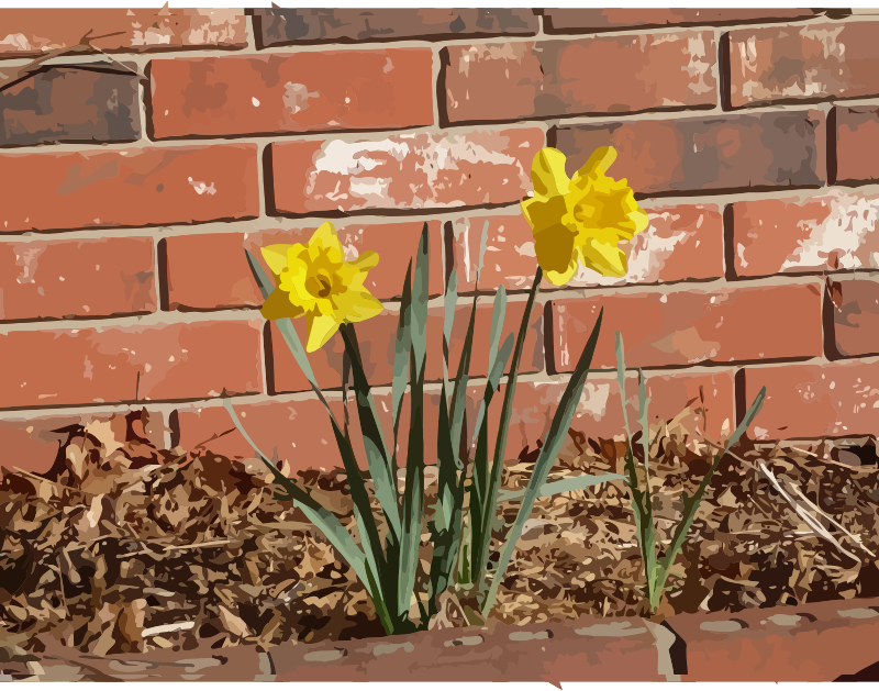 daffodils-04