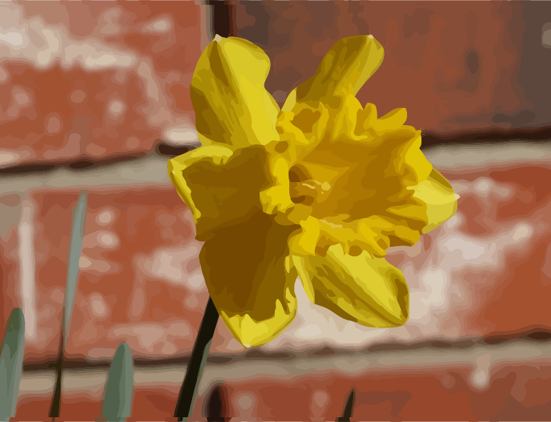 daffodils-05
