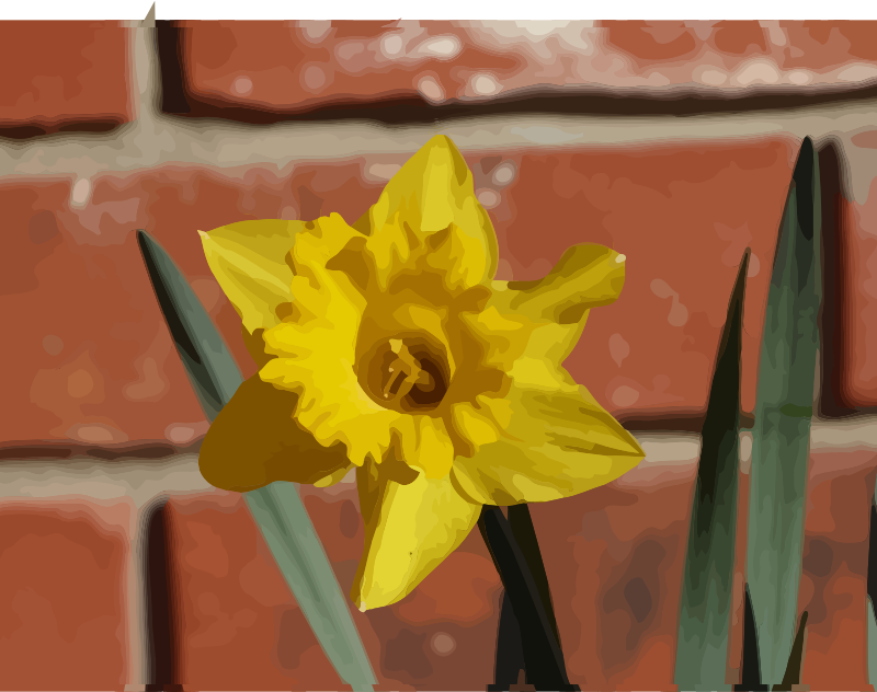 daffodils-06