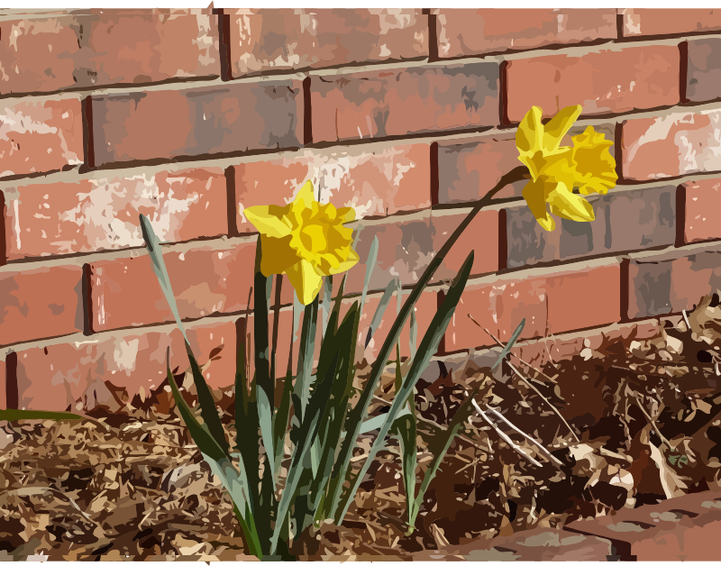 daffodils-07