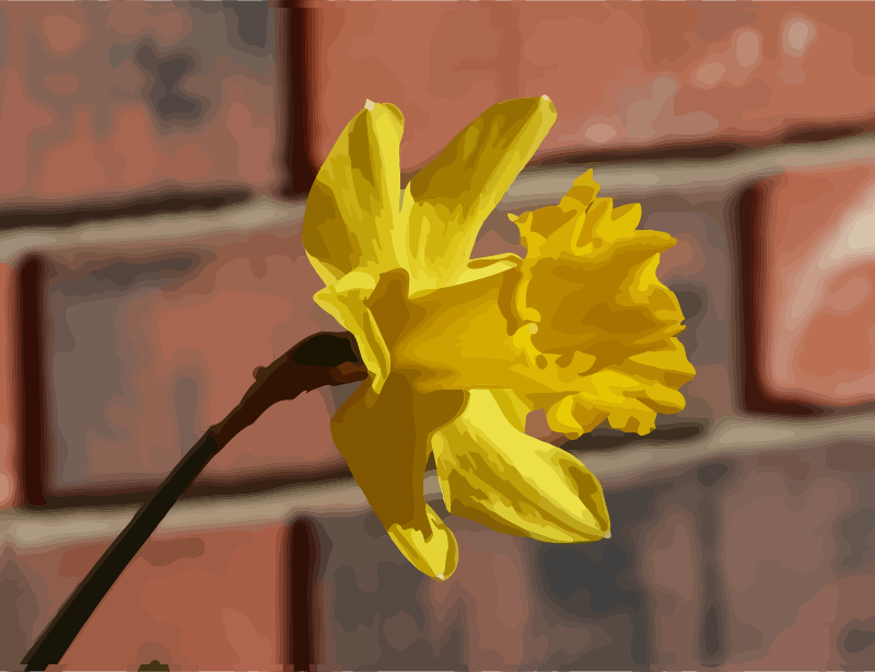 daffodils-08