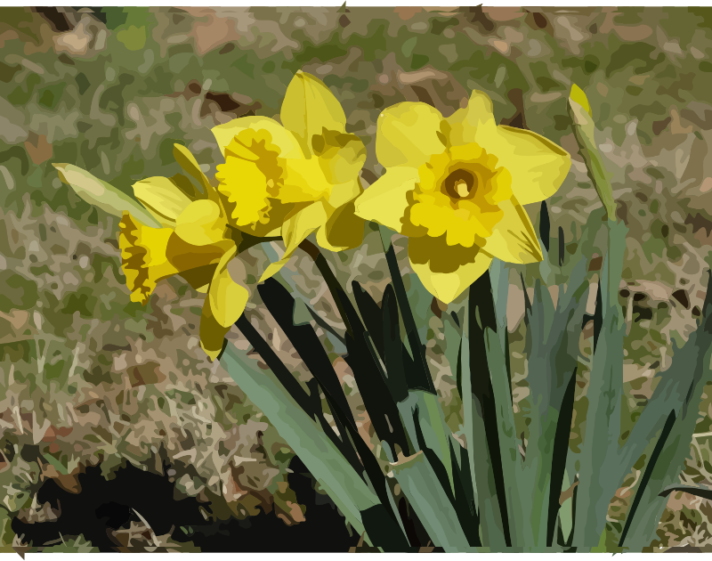 daffodils-12