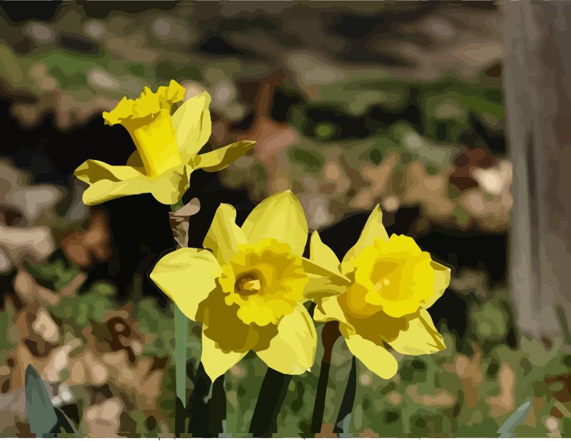 daffodils-14
