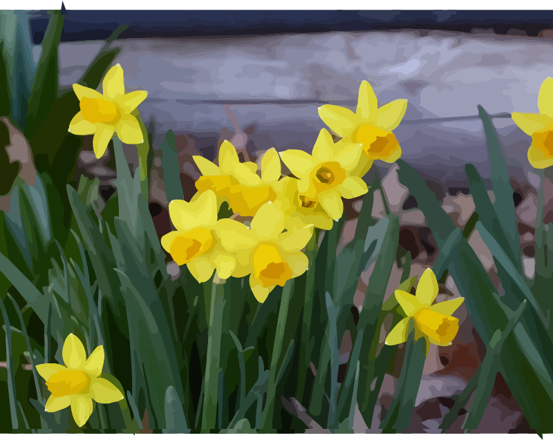 daffodils-15