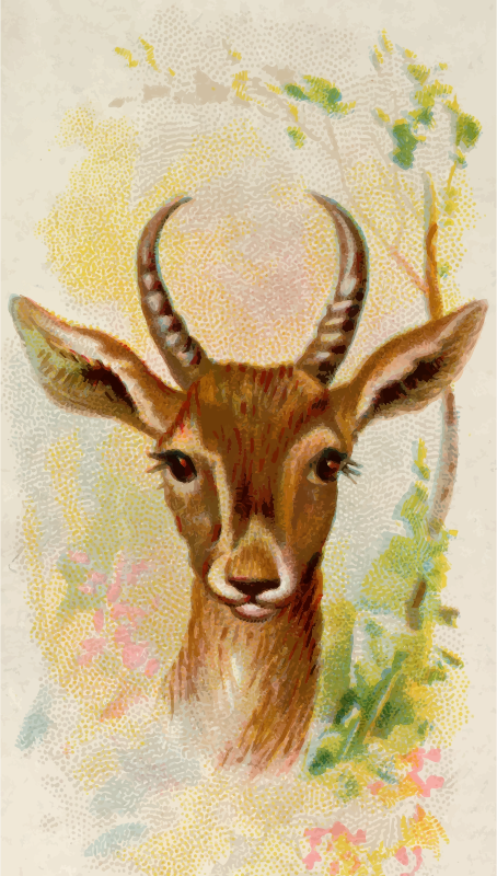 Cigarette card - Persian gazelle