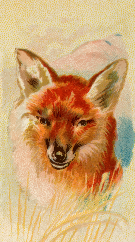 Cigarette card - Red fox