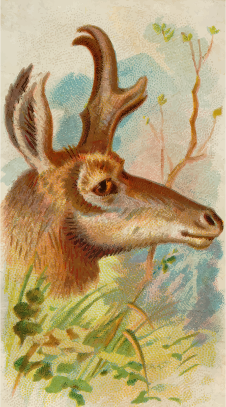 Cigarette card - Prong-horn antelope