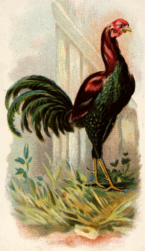 Cigarette card - Malay Cock