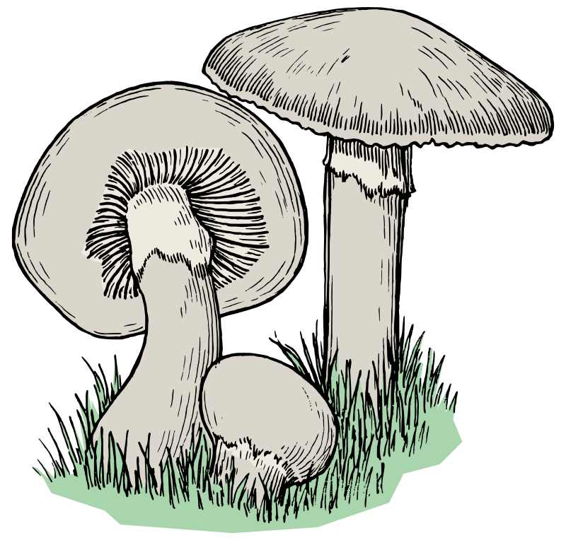 Mushrooms - Colour
