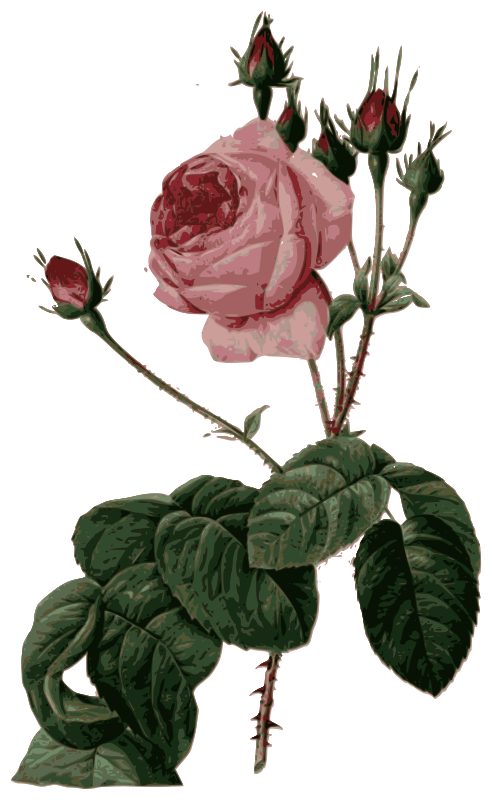 Redoute - Rosa centifolia bullata - color
