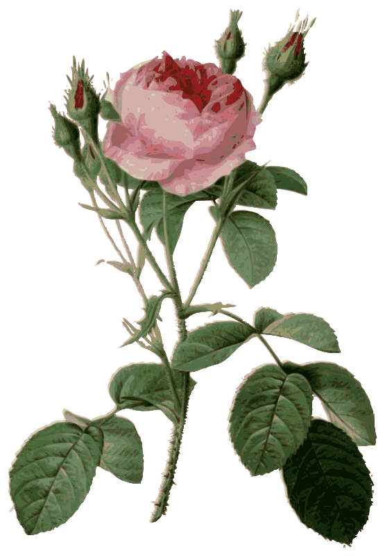 Redoute - Rosa muscosa multiplex - color