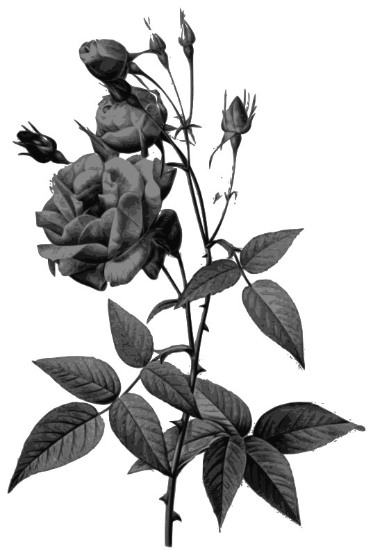 Redoute - Rosa indica vulgaris - grayscale