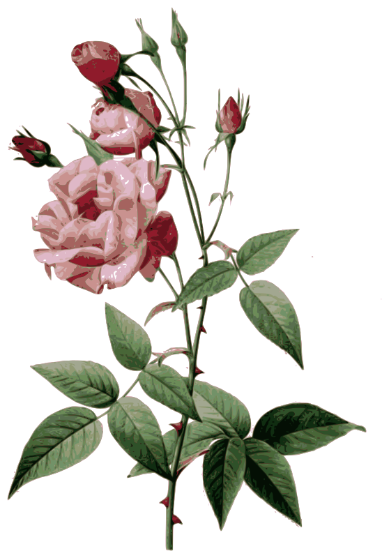 Redoute - Rosa indica vulgaris - color