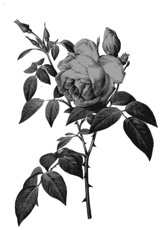 Redoute - Rosa indica fragrans - grayscale