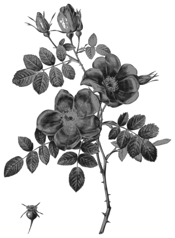 Redoute - Rosa eglanteria punicea - grayscale