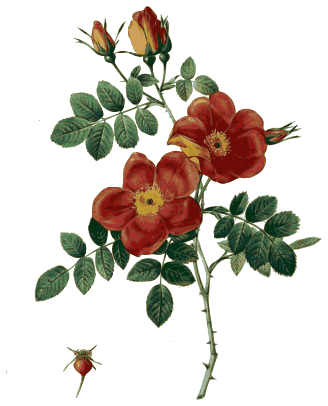 Redoute - Rosa eglanteria punicea - color