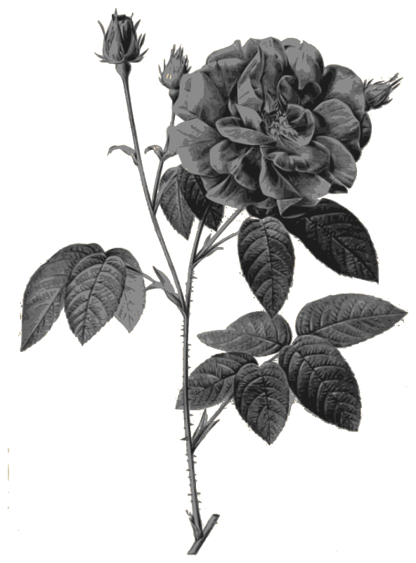 Redoute - Rosa gallica officinalis - grayscale