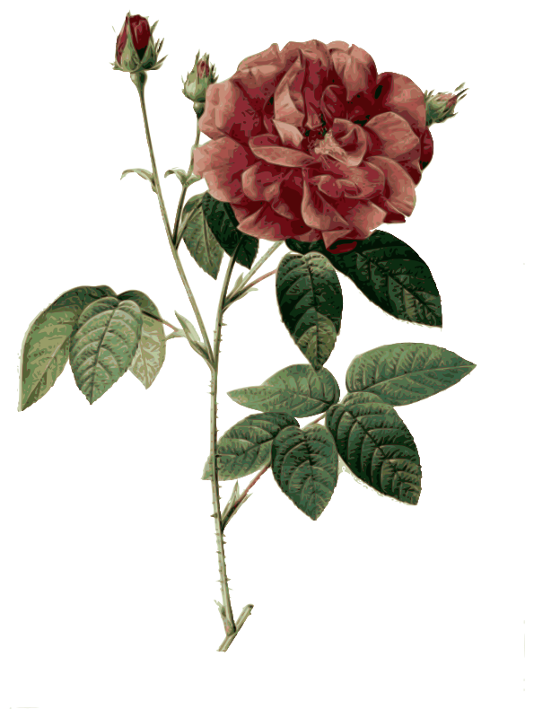 Redoute - Rosa gallica officinalis - color