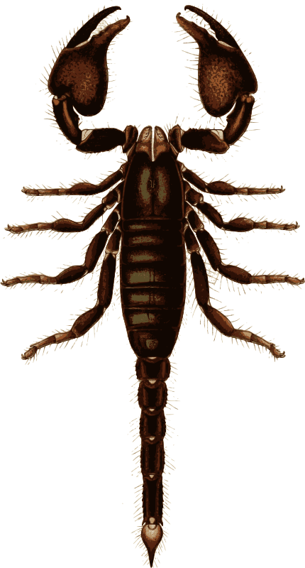 Basic Scorpion