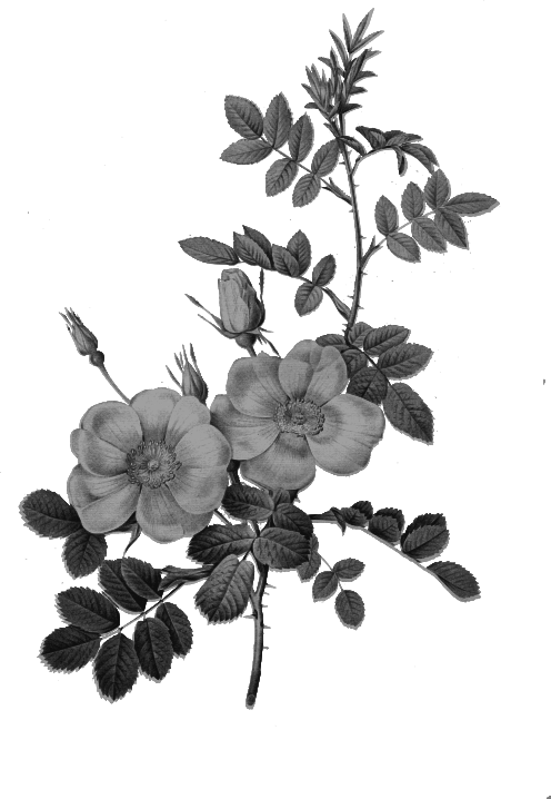 Redoute - Rosa eglanteria 2 - grayscale